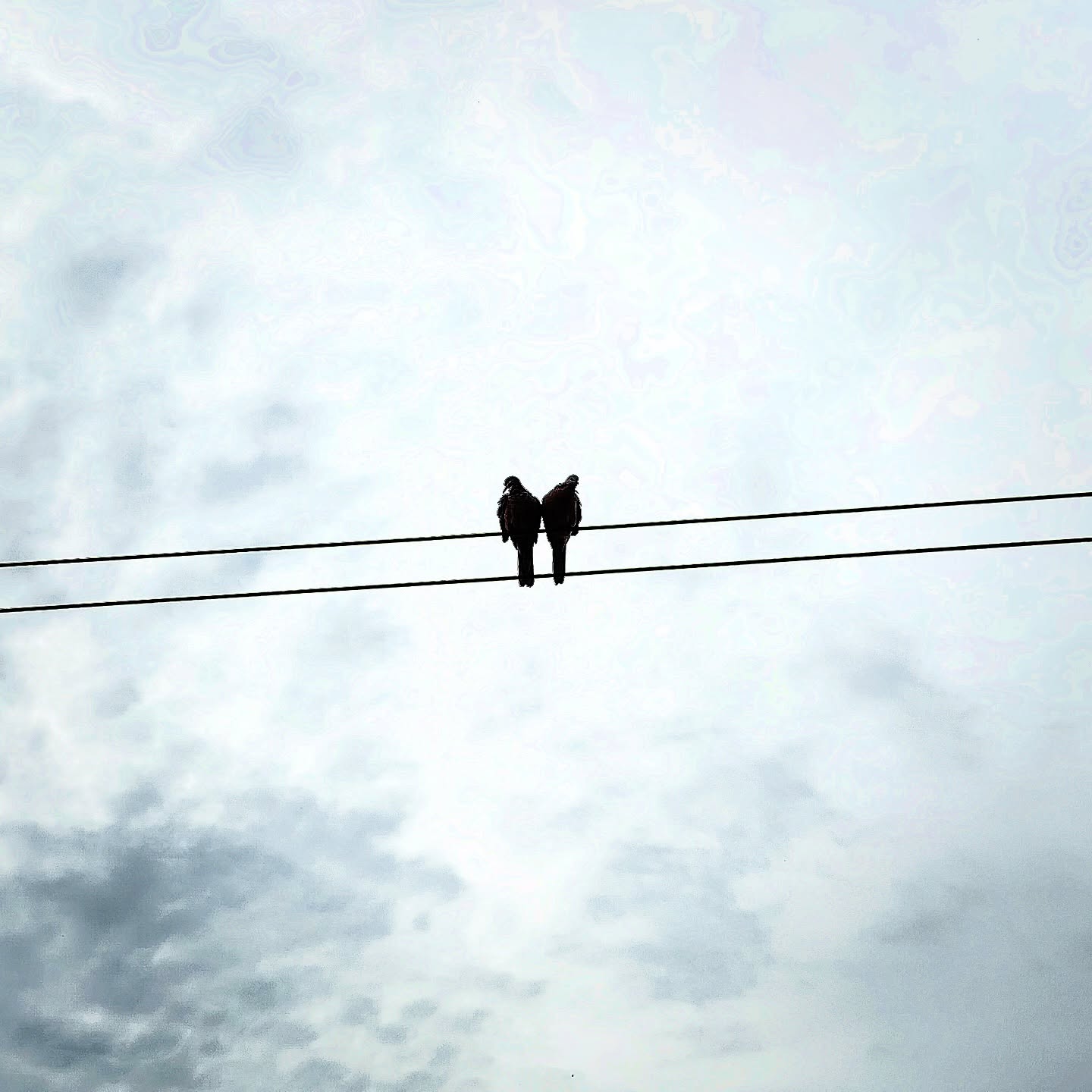 No more loneliness #zebradove #Geopelia #striata #morningwinter #photoadaynovember